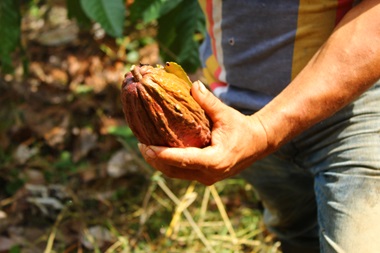 El cuidado en las plataformas agroalimentarias