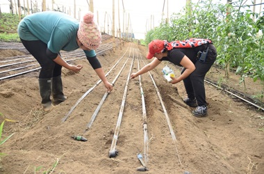 Del cultivo en Felidia a las mesas de las familias en Cali: El trabajo de EcoHuerta para conectar al alimento con los caleños
